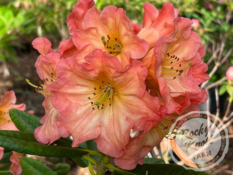 Orange Prelude plant from Rocky Knoll Farm
