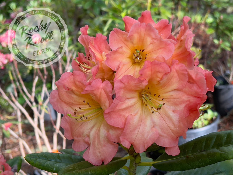 Orange Prelude plant from Rocky Knoll Farm
