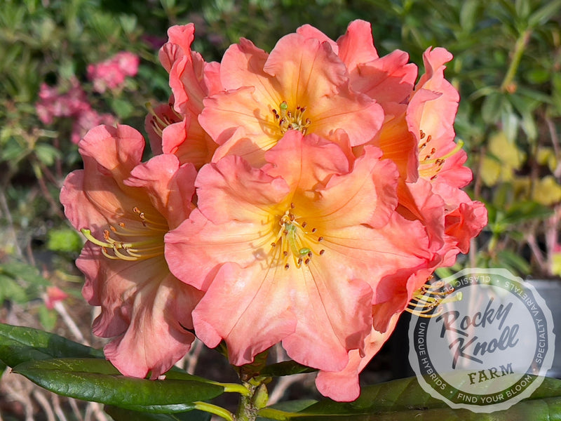 Orange Prelude plant from Rocky Knoll Farm