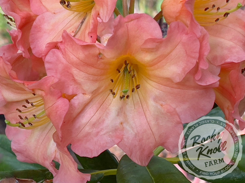 Orange Prelude plant from Rocky Knoll Farm