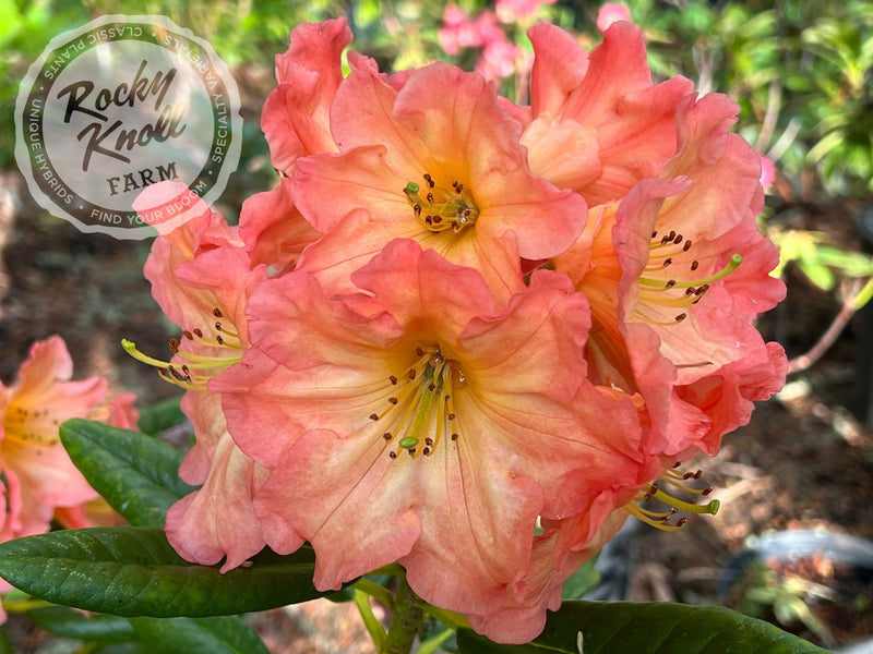 Orange Prelude plant from Rocky Knoll Farm