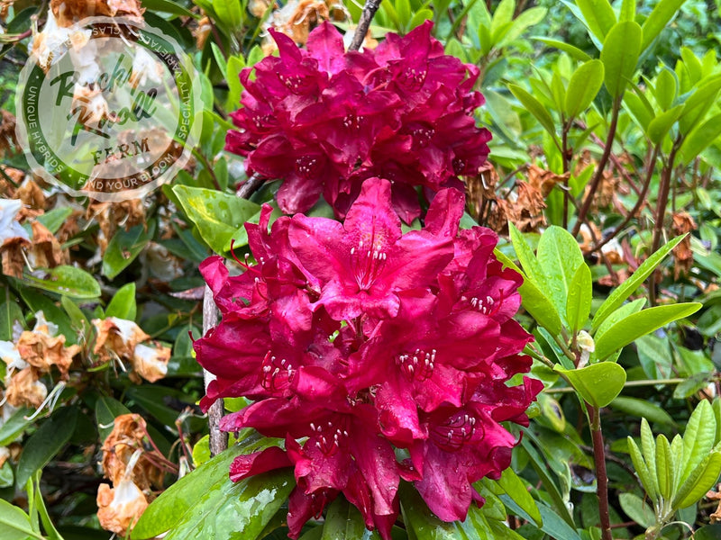 Horizon Garnet plant from Rocky Knoll Farm