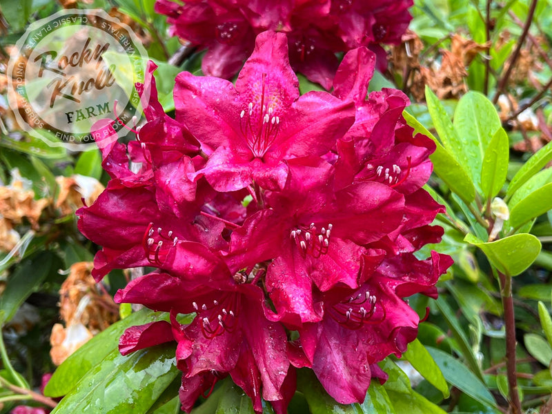Horizon Garnet plant from Rocky Knoll Farm