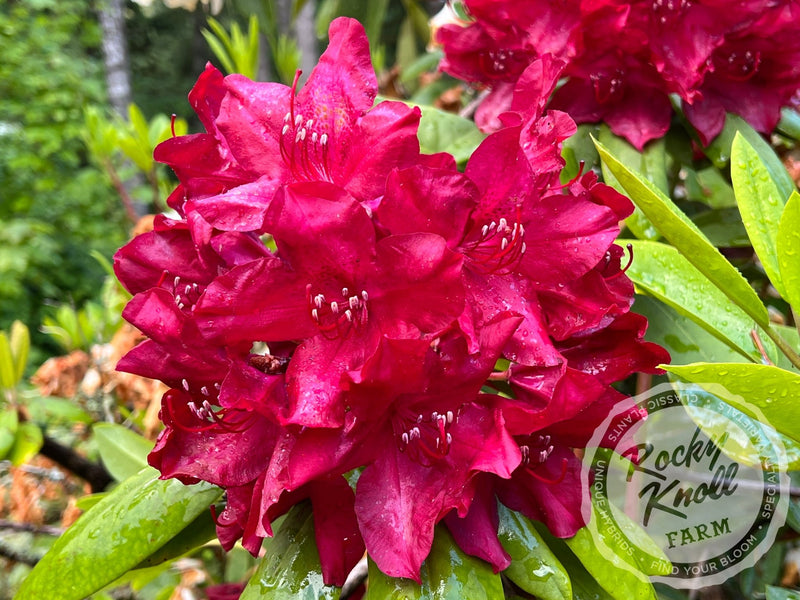 Horizon Garnet plant from Rocky Knoll Farm