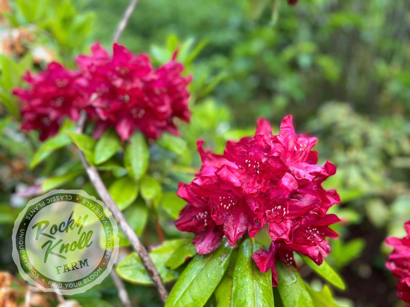 Horizon Garnet plant from Rocky Knoll Farm