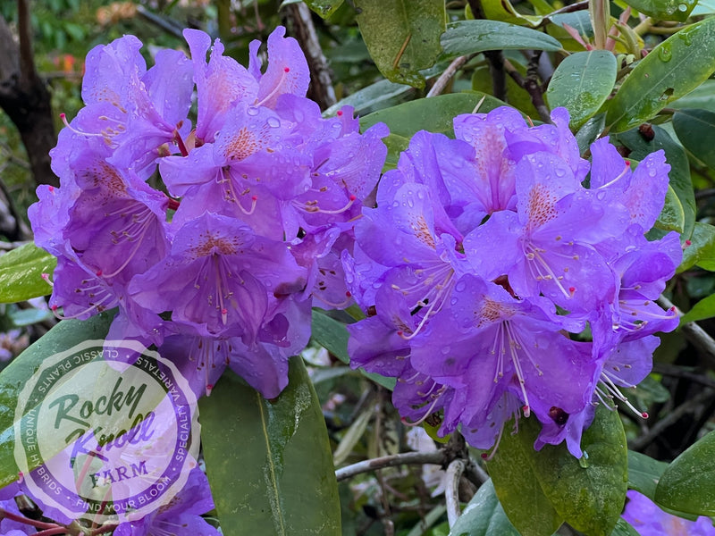 Blutopia plant from Rocky Knoll Farm