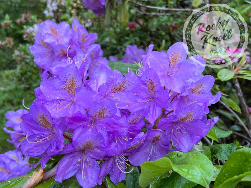Blutopia plant from Rocky Knoll Farm