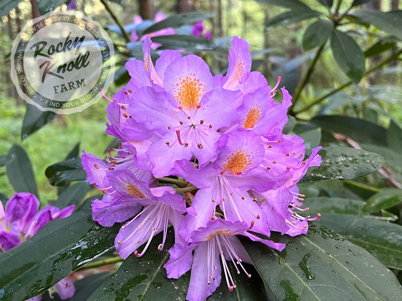 Blue Angel plant from Rocky Knoll Farm