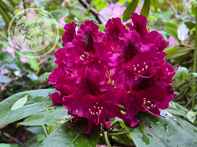 Sefton plant from Rocky Knoll Farm