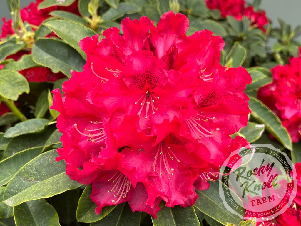 Rocky Knoll Farm Jean Marie de Montague Rhododendron