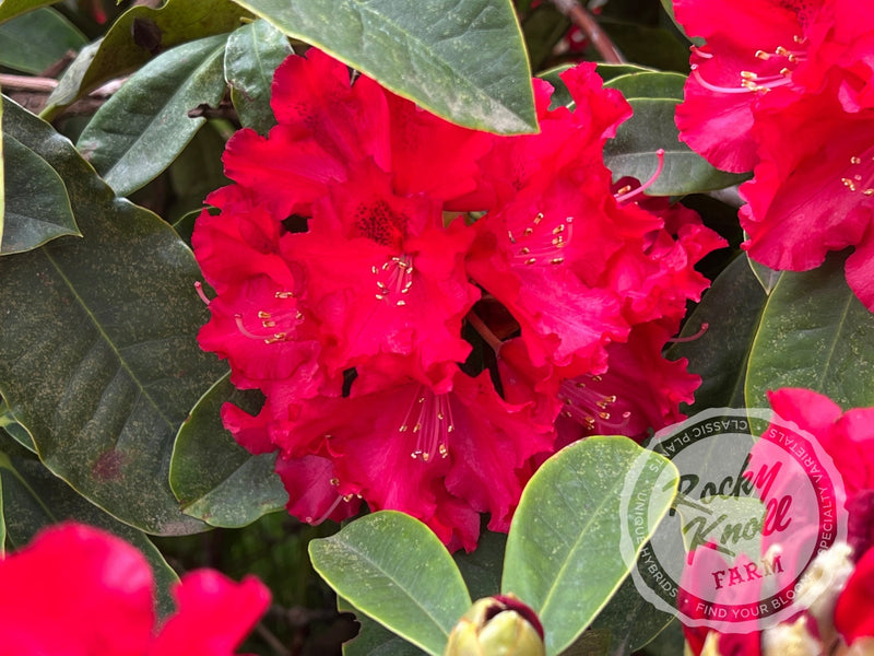 The Honourable Jean Marie de Montague plant from Rocky Knoll Farm