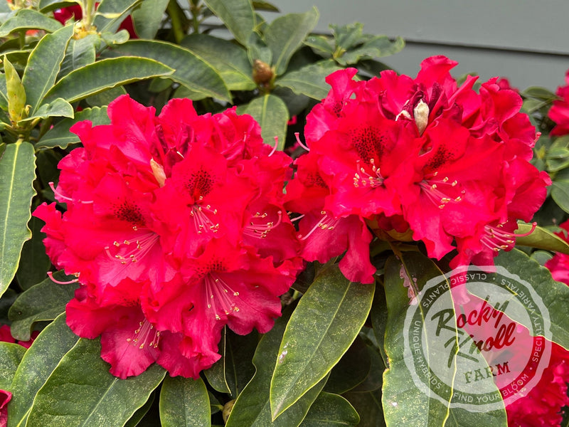 The Honourable Jean Marie de Montague plant from Rocky Knoll Farm