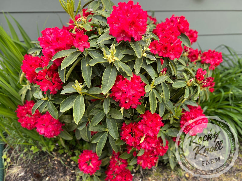 The Honourable Jean Marie de Montague plant from Rocky Knoll Farm