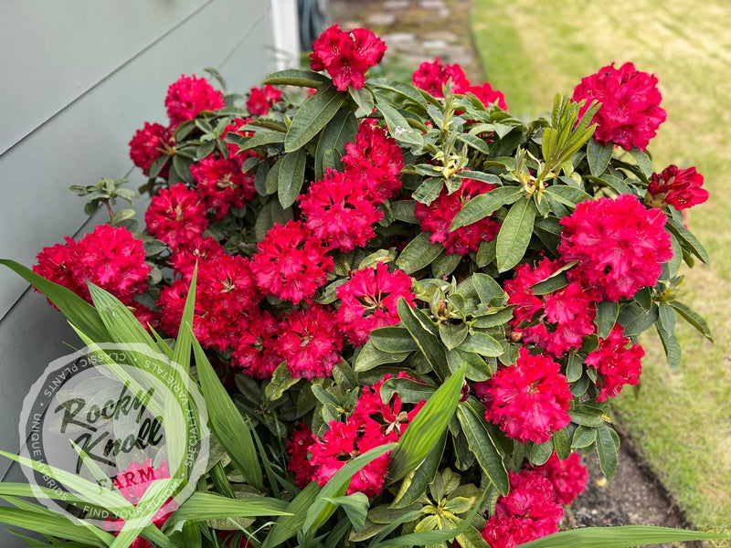 The Honourable Jean Marie de Montague plant from Rocky Knoll Farm