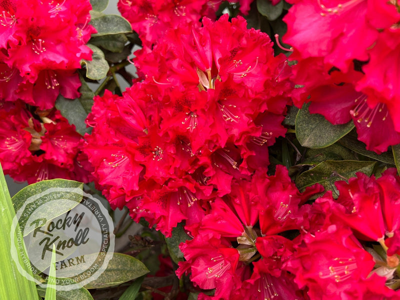 The Honourable Jean Marie de Montague plant from Rocky Knoll Farm