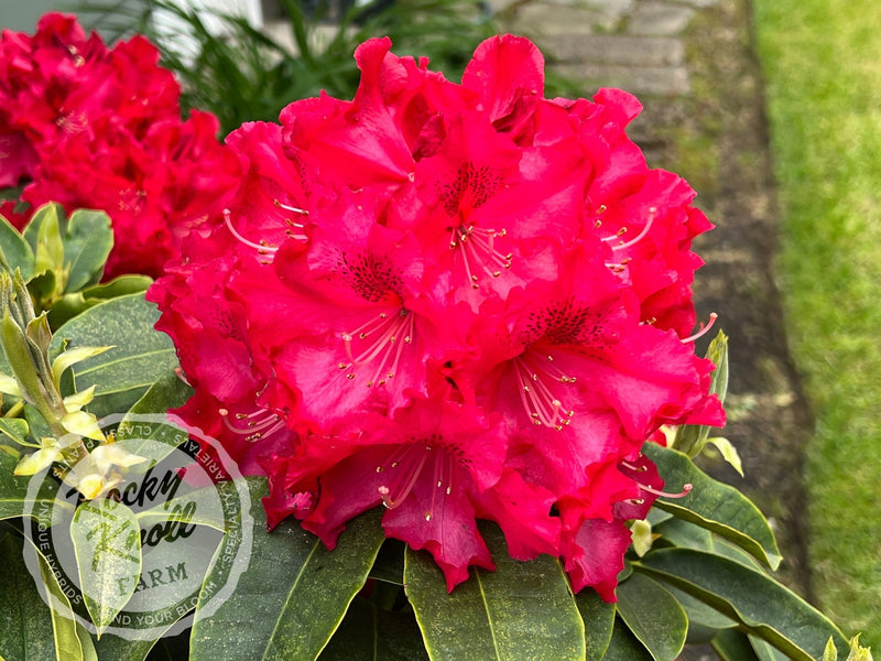The Honourable Jean Marie de Montague plant from Rocky Knoll Farm