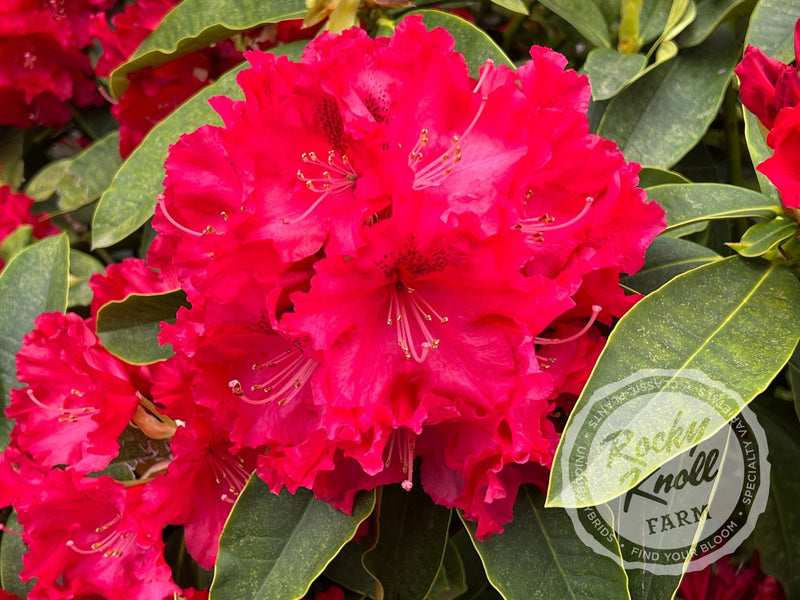 The Honourable Jean Marie de Montague plant from Rocky Knoll Farm