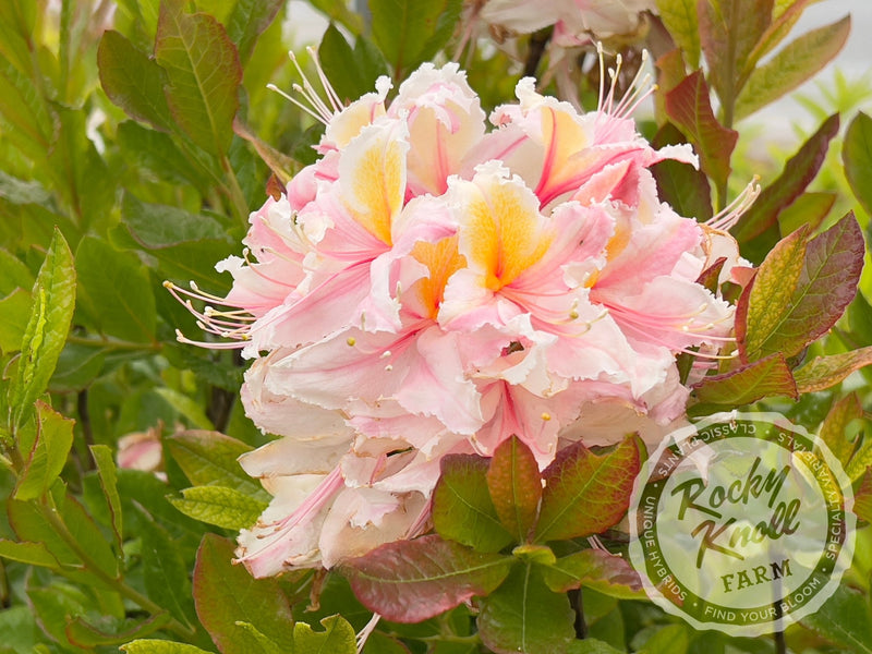R. occidentale 'Big Frilly' plant from Rocky Knoll Farm