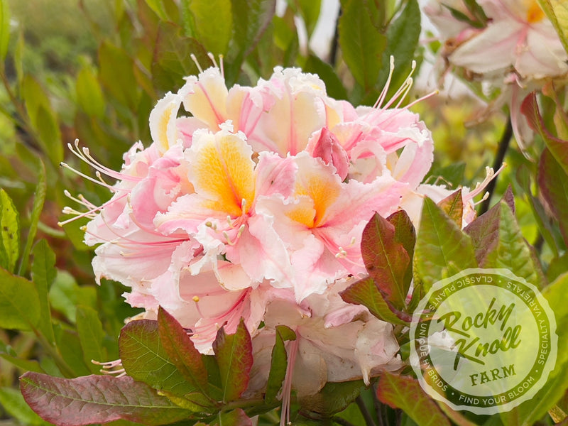 R. occidentale 'Big Frilly' plant from Rocky Knoll Farm