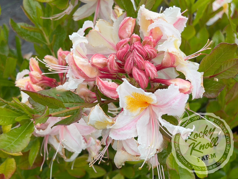 R. occidentale 'Big Frilly' plant from Rocky Knoll Farm