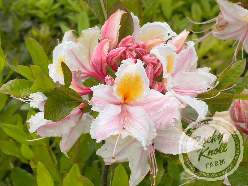 R. occidentale 'Big Frilly' plant from Rocky Knoll Farm