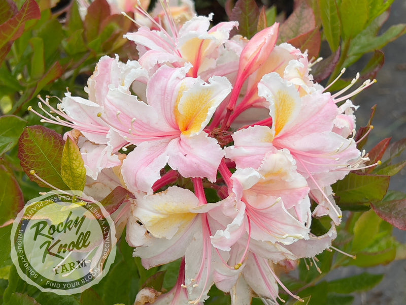 R. occidentale 'Big Frilly' plant from Rocky Knoll Farm