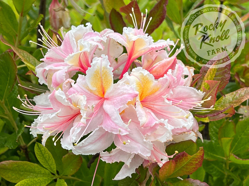 R. occidentale 'Big Frilly' plant from Rocky Knoll Farm
