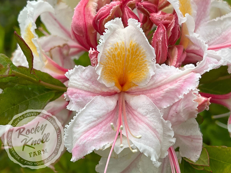 R. occidentale 'Big Frilly' plant from Rocky Knoll Farm