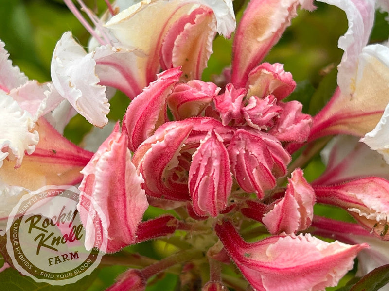 R. occidentale 'Big Frilly' plant from Rocky Knoll Farm