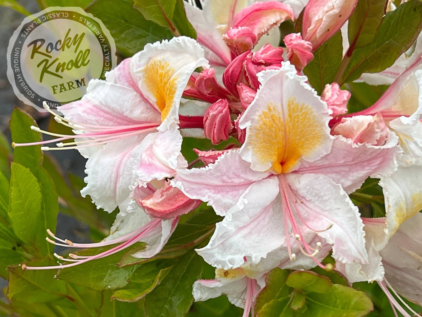 rococoRoseyellowflower LeedsBIG size 38㎝ R. occidentale 'Big Frilly' - Rocky Knoll Farm