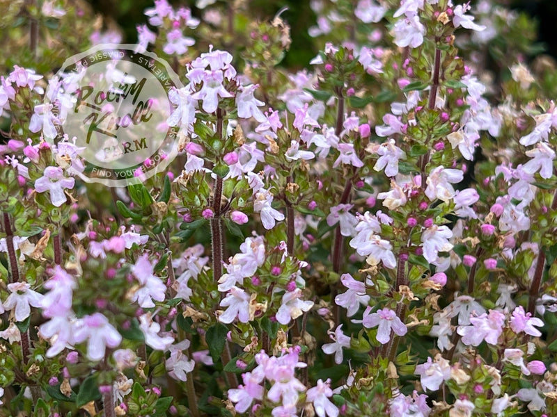 Culinary Thyme - Thymus vulgaris plant from Rocky Knoll Farm