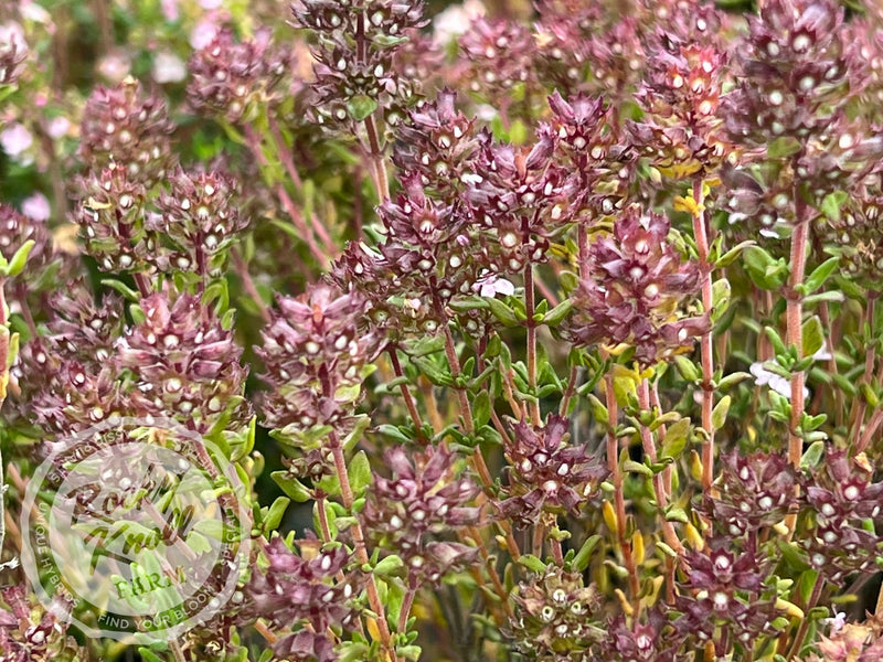 Culinary Thyme - Thymus vulgaris plant from Rocky Knoll Farm