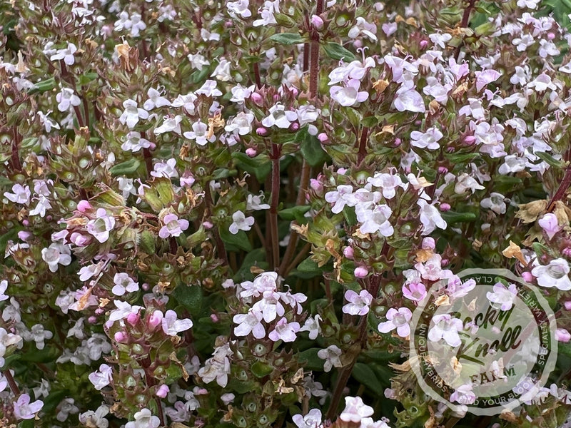 Culinary Thyme - Thymus vulgaris plant from Rocky Knoll Farm