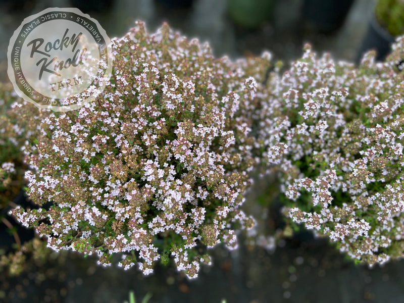 Culinary Thyme - Thymus vulgaris plant from Rocky Knoll Farm