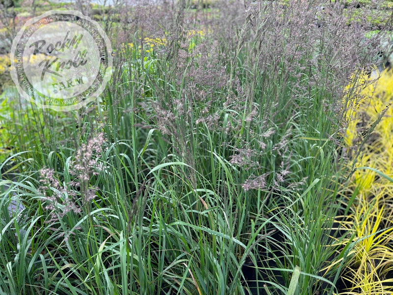 Calamagrostis Karl Foerster plant from Rocky Knoll Farm
