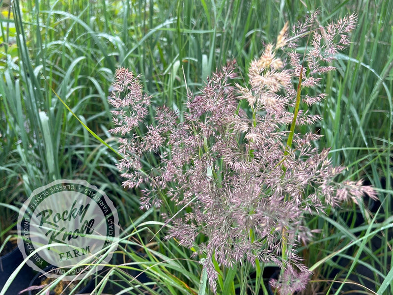 Calamagrostis Karl Foerster plant from Rocky Knoll Farm