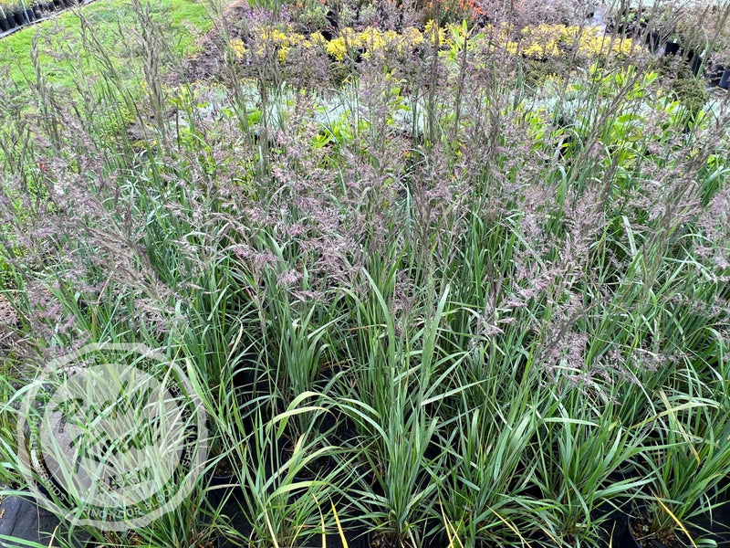 Calamagrostis Karl Foerster plant from Rocky Knoll Farm