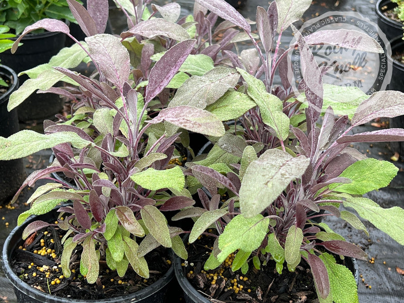 Purple Sage - Salvia officinalis 'Purpurea' plant from Rocky Knoll Farm