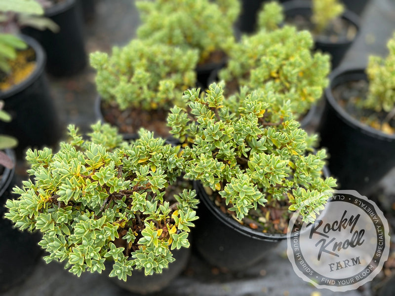 hebe plants in pots Hebe topiaria (Topiarist's Hebe)