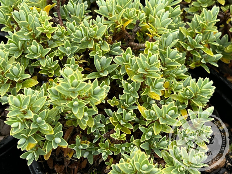 Hebe topiaria (Topiarist's Hebe) plant from Rocky Knoll Farm