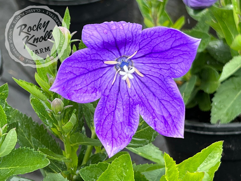 Platycodon grandiflorus 'Astra Blue' plant from Rocky Knoll Farm