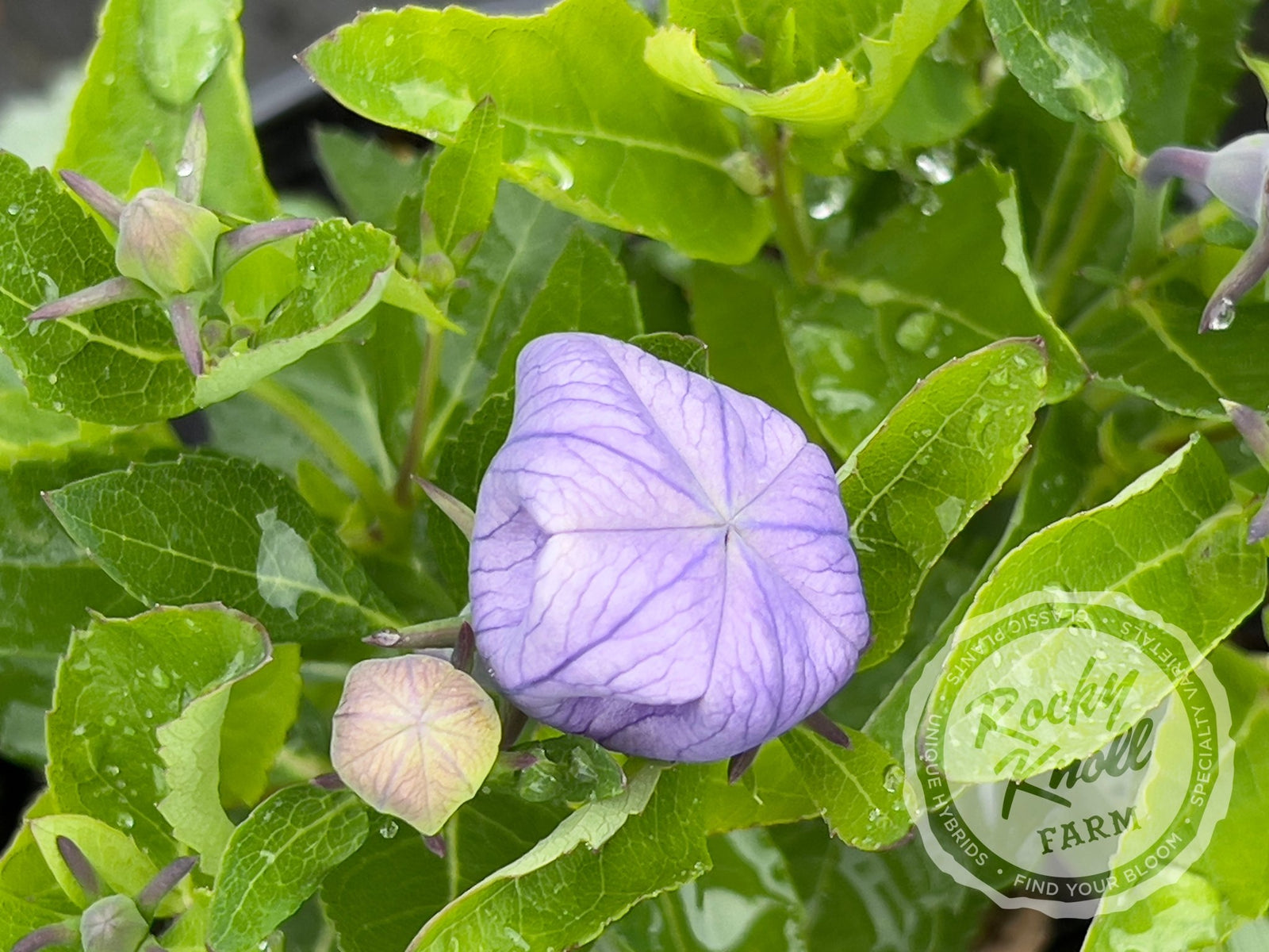 Platycodon grandiflorus 'Astra Blue'