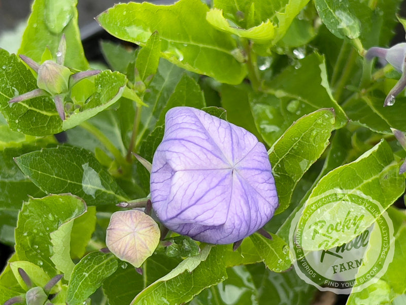 Platycodon grandiflorus 'Astra Blue' plant from Rocky Knoll Farm