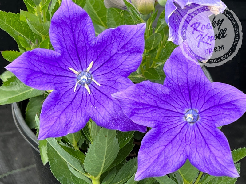 Platycodon grandiflorus 'Astra Blue' plant from Rocky Knoll Farm