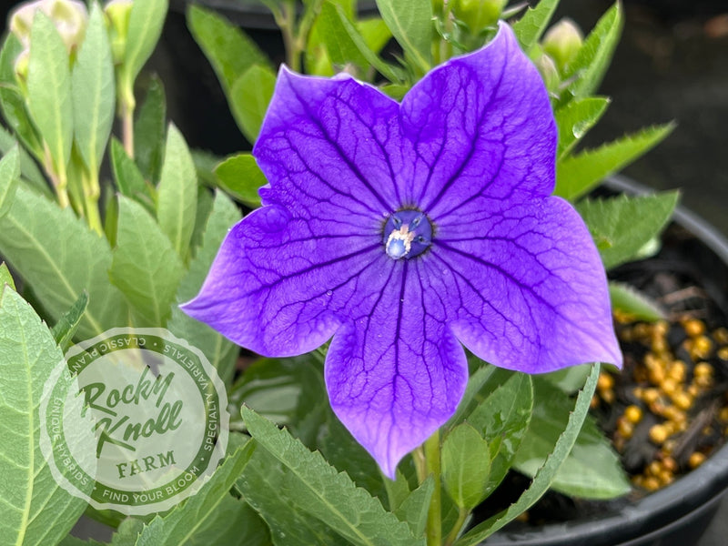 Platycodon grandiflorus 'Astra Blue' plant from Rocky Knoll Farm
