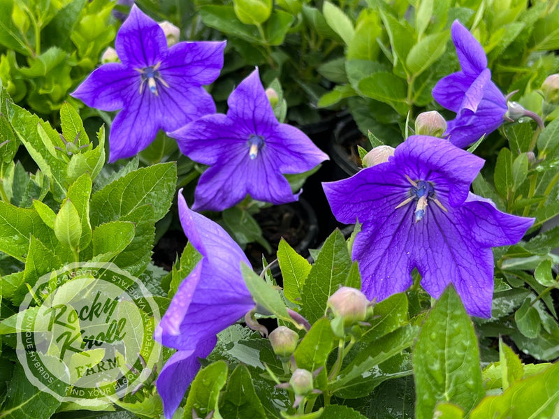 Platycodon grandiflorus 'Astra Blue' plant from Rocky Knoll Farm