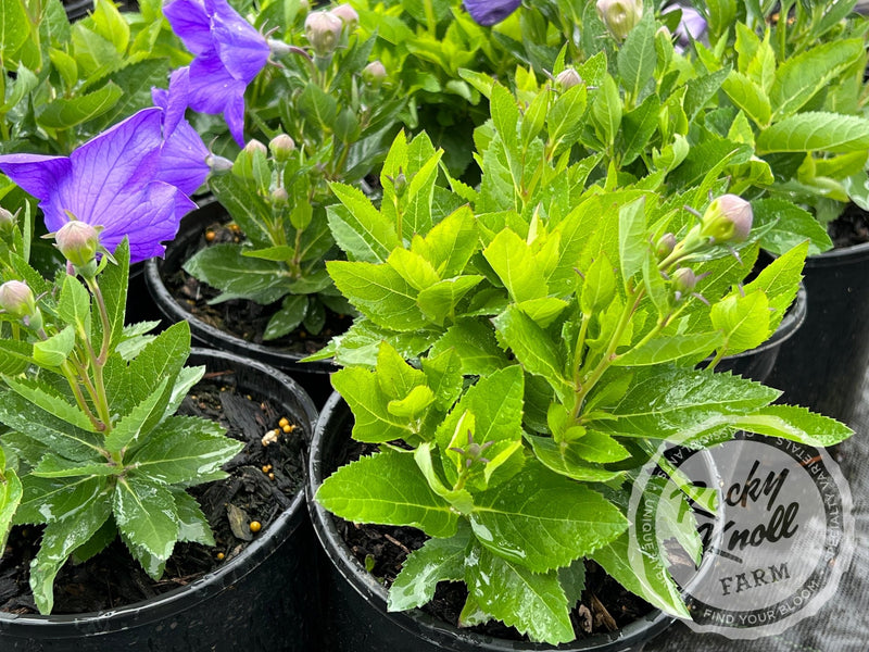 Platycodon grandiflorus 'Astra Blue' plant from Rocky Knoll Farm
