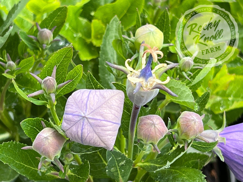 Platycodon grandiflorus 'Astra Blue' plant from Rocky Knoll Farm