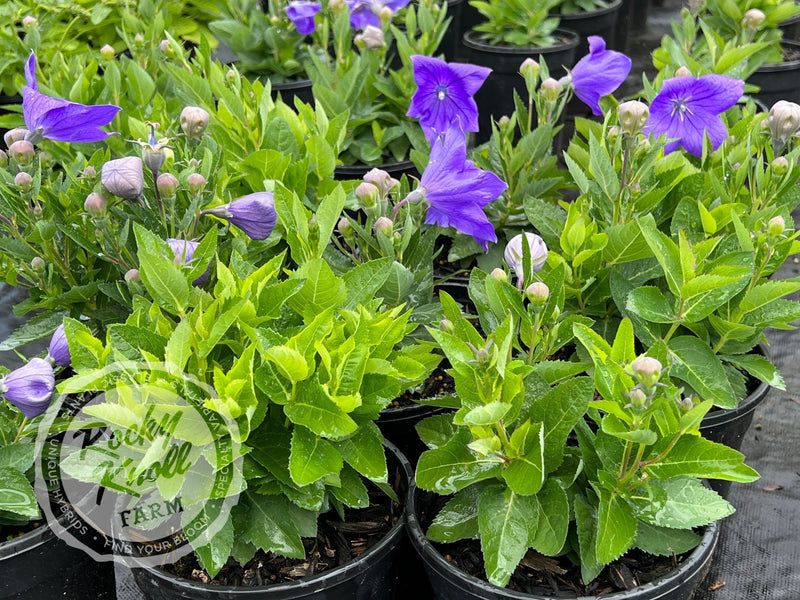 Platycodon grandiflorus 'Astra Blue' plant from Rocky Knoll Farm