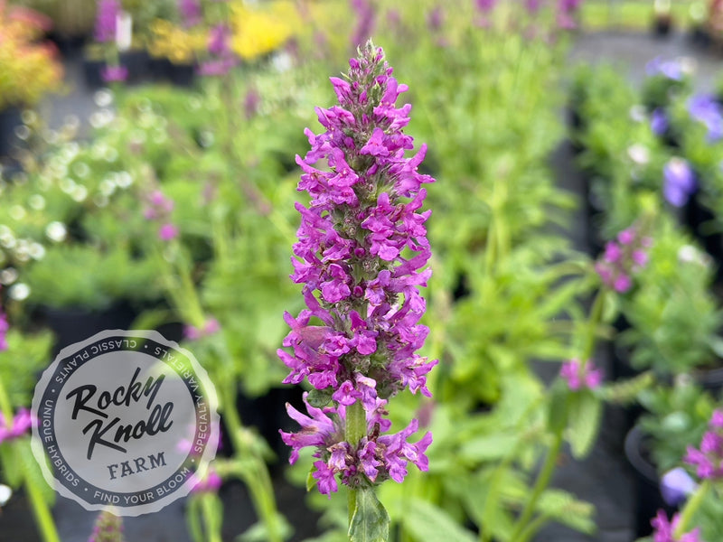 Stachys officinalis Hummelo plant from Rocky Knoll Farm